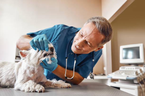 Best Weekend Emergency Dentist in Thornton, IL